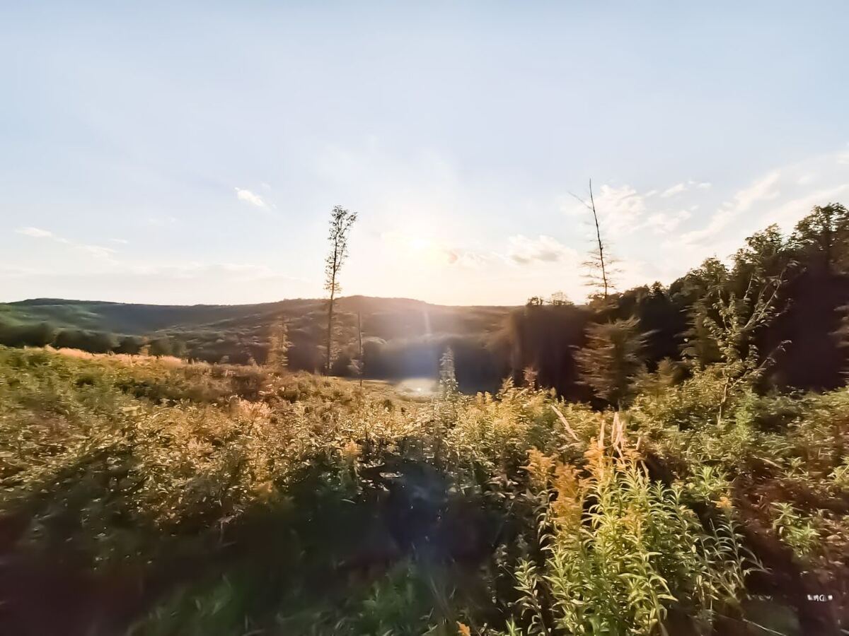 Een landschap met glooiende heuvels bedekt met bomen en struiken, onder een heldere lucht met de ondergaande zon die fel schijnt en een zonnestraal creëert. Op de voorgrond staan hoge, wilde planten en grassen die geel en groen kleuren door het zonlicht. Twee kale bomen steken boven de begroeiing uit.