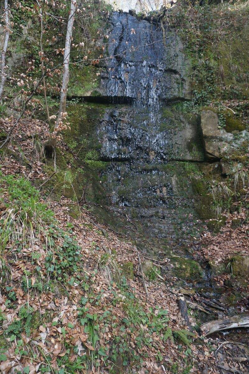 Een verticale foto van een kleine waterval die over een rotswand met mos en begroeiing stroomt. De grond is bedekt met bruine bladeren en groene planten. Er staan enkele bomen aan de linkerkant van de waterval.