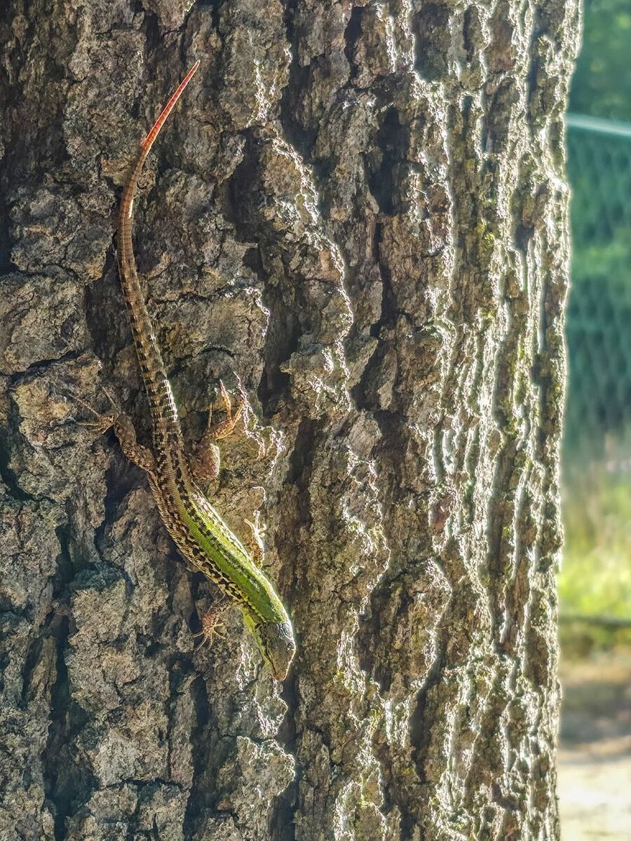Een hagedis met een groene rug en een lange, roodachtige staart klimt langs de ruwe schors van een boomstam. De zon schijnt op de schors, waardoor de textuur goed zichtbaar is. Op de achtergrond is vaag groen te zien.
