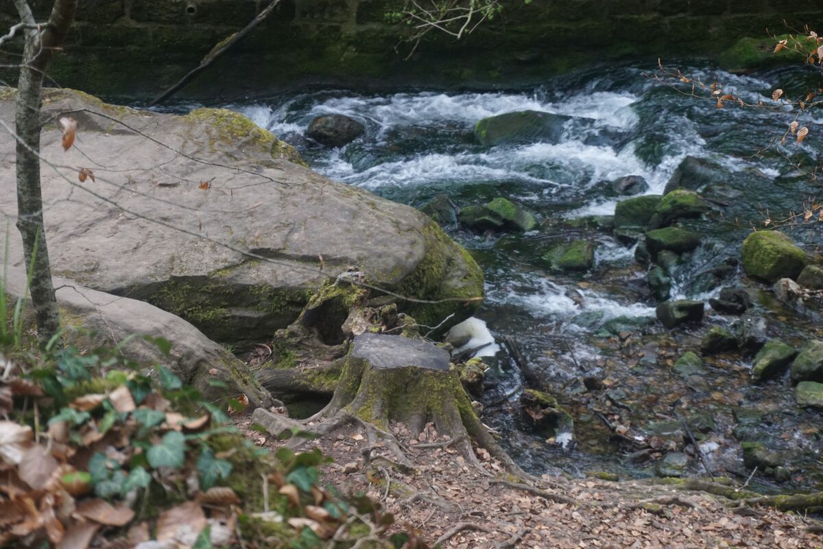Een close-up van een snelstromende rivier met rotsen en mos, gezien vanaf de oever met bladeren en boomwortels op de voorgrond.