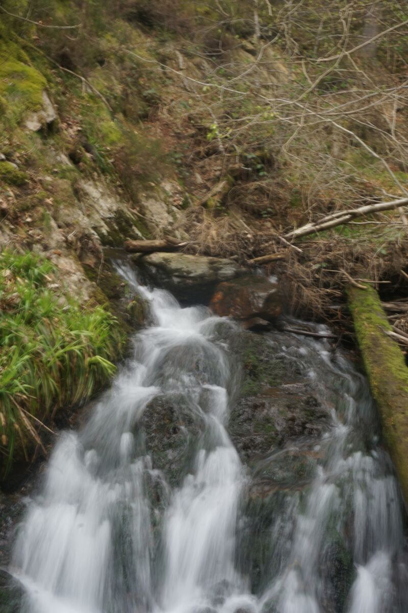 Een waterval stroomt over rotsen en boomstammen in een bosrijke omgeving. De rotsen zijn bedekt met mos en er groeien groene planten langs de waterkant. De belichting is diffuus en de beweging van het water is vastgelegd met een langere sluitertijd, wat een zacht, stromend effect geeft.