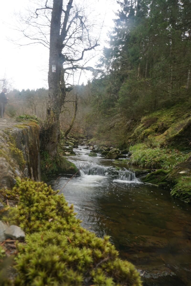 Een rivier stroomt door een bosrijk landschap met veel groen en mos. Aan de linkerkant van de rivier is een rotsachtige oever te zien met een kale boom, waaraan een klein wit bordje hangt. Op de achtergrond zijn hoge bomen en een heuvelachtig terrein zichtbaar. Het is een bewolkte dag.
