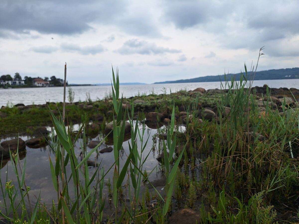 Een foto genomen vanaf de oever, met op de voorgrond groen riet en waterplassen. Op de achtergrond is een breed wateroppervlak te zien onder een bewolkte lucht, met aan de overkant een landtong en enkele huizen aan de linkerkant.