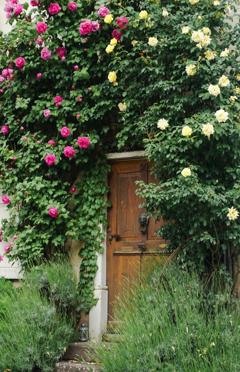 Een houten voordeur met een nummer '50' en een leeuwenkop klopper, omringd door weelderige rozenstruiken met roze en gele bloemen. Aan de linkerkant van de deur groeit klimop en op de voorgrond staan groene struiken.