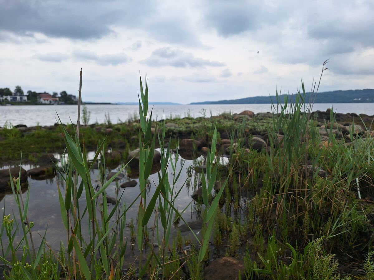 Een foto van een waterkant met op de voorgrond groene rietstengels die uit het water steken. Op de achtergrond is een breed wateroppervlak te zien met aan de overkant een landtong met bebouwing en bomen. De lucht is bewolkt.