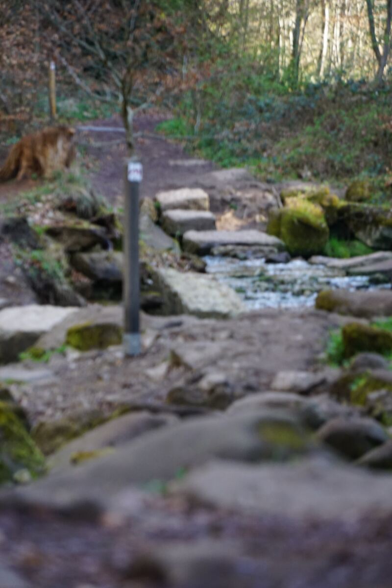 Een onscherpe foto van een bosbeekje met stapstenen en een wandelpad. De omgeving is bosrijk met bomen en struiken. Op de achtergrond is een lichtbruin dier zichtbaar.