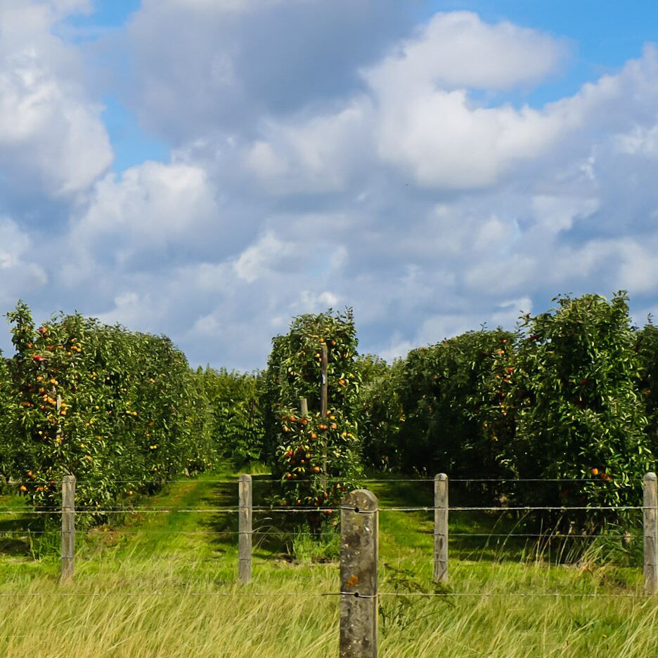 Een foto van een boomgaard met rijen appelbomen vol met rode en gele appels. Op de voorgrond is een houten hek met prikkeldraad te zien en hoog gras. De lucht is blauw met grote witte wolken.