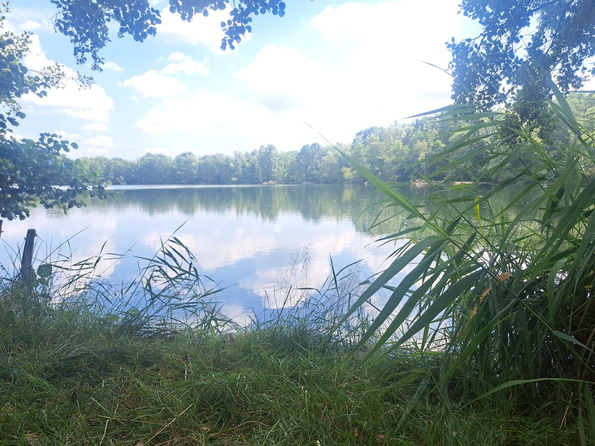 Een breed shot van een kalm wateroppervlak dat de blauwe lucht met witte wolken weerspiegelt. De voorgrond bestaat uit groen gras en hoge rietachtige planten, met name rechts. Aan de overkant van het water is een rij bomen zichtbaar, die een groene horizon vormen. Bovenaan de foto zijn takken met bladeren te zien die het beeld deels omkaderen, zowel links als rechts. Links in de voorgrond, dicht bij het water, staat een donkere houten paal.