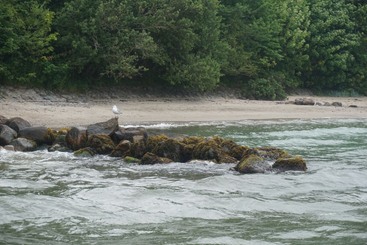Een meeuw zit op een met mos begroeide rots in het water, met op de achtergrond een zandstrand en dichte begroeiing.