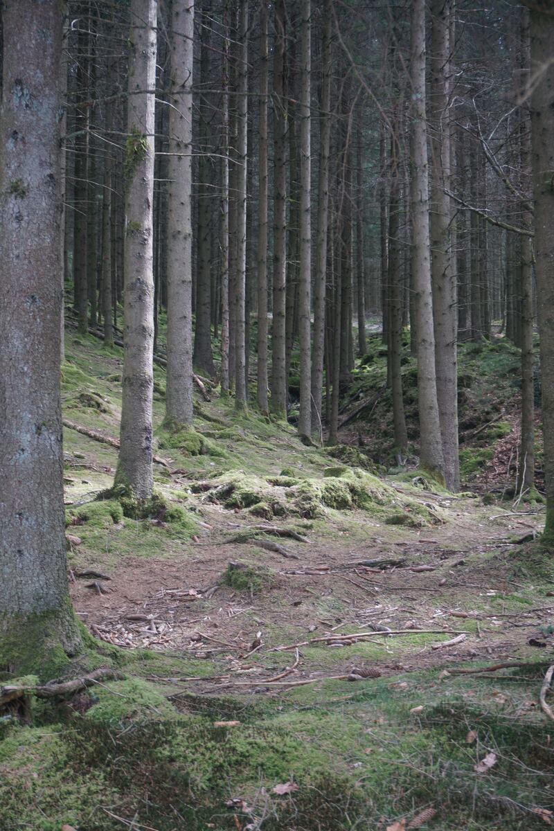 Een verticaal beeld van een dicht bos met hoge, slanke boomstammen. De bosbodem is bedekt met mos en aarde, met verspreide takken en dennenappels. Het licht valt gedempt door de bomen.