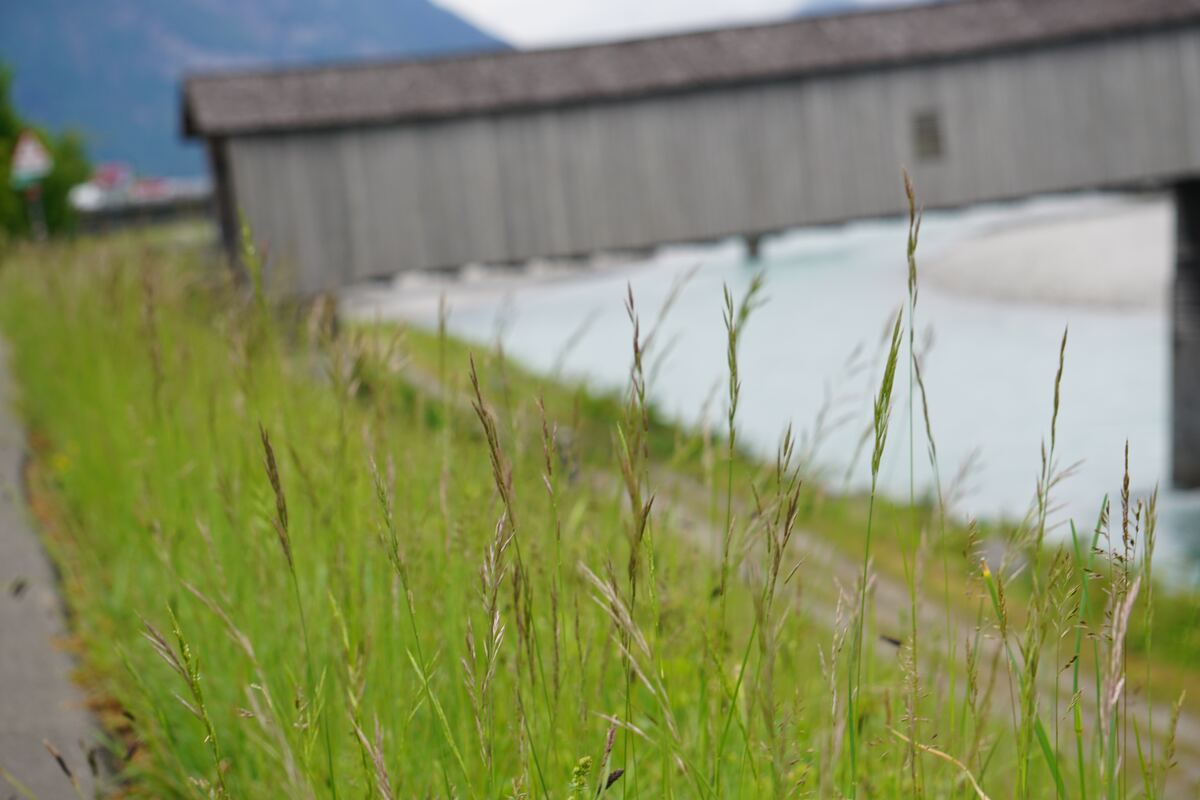 Een foto van hoog gras op de voorgrond, met op de achtergrond een houten overdekte brug die over een lichtblauwe rivier loopt. De bergen zijn vaag zichtbaar op de horizon.