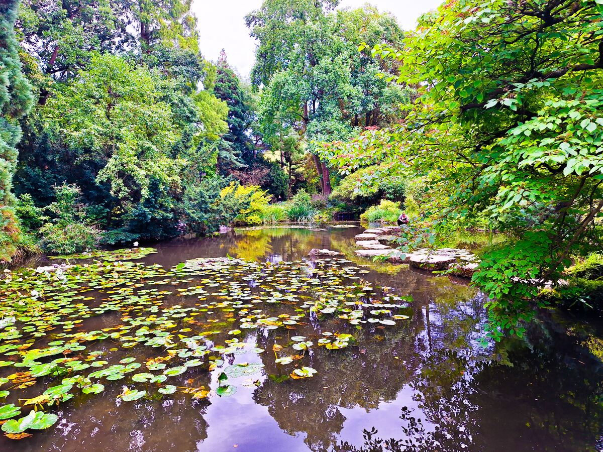 Een vijver met waterlelies en weelderige groene begroeiing eromheen, met een persoon zittend op stenen aan de rechteroever.