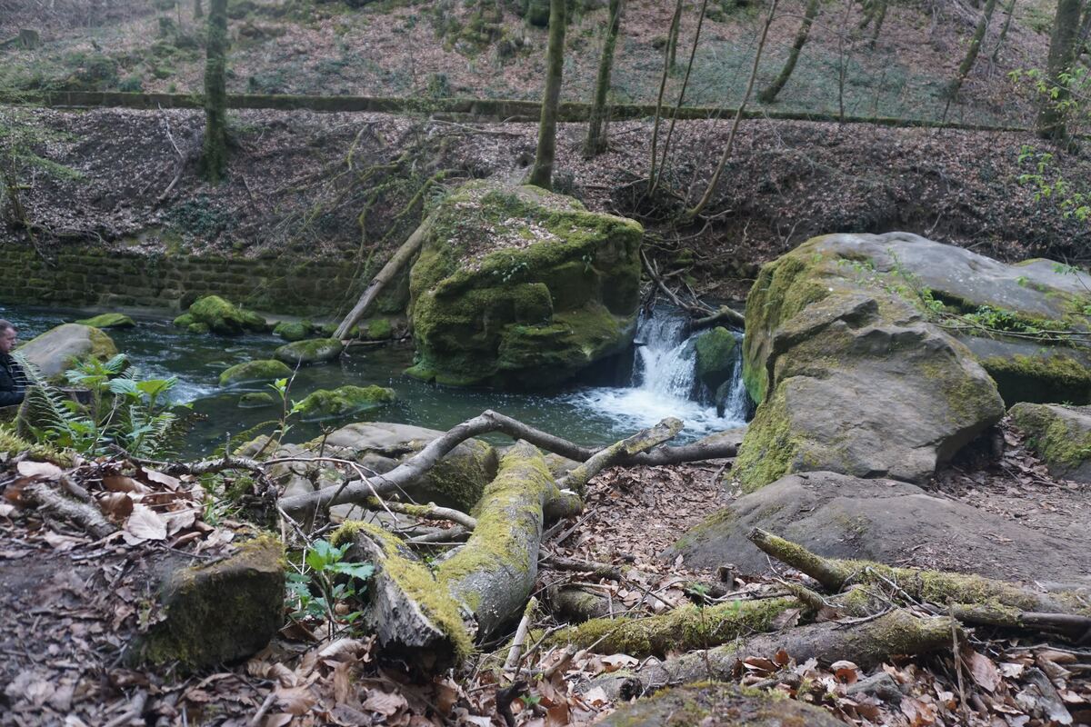 Een beekje stroomt door een bosrijke omgeving met veel mosbegroeide stenen en omgevallen boomstammen. Er is een kleine waterval zichtbaar en de grond is bedekt met herfstbladeren. Op de achtergrond zijn bomen te zien en een stenen muur langs de oever.