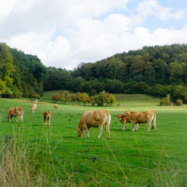 Een groep lichtbruine koeien graast in een uitgestrekte groene weide onder een deels bewolkte lucht. Op de achtergrond is een dichtbegroeide heuvel met bomen te zien. Een hekwerk met prikkeldraad is vaag zichtbaar op de voorgrond.