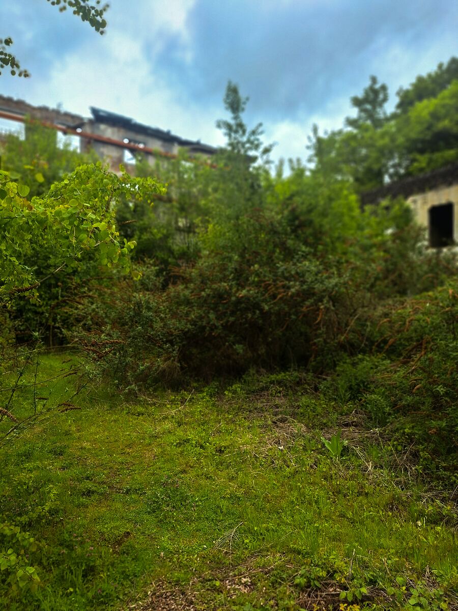 De foto toont een overwoekerd terrein met veel groen, waaronder gras, struiken en bomen. Op de achtergrond zijn de ruïnes van een gebouw zichtbaar, deels verborgen door de begroeiing. De lucht is bewolkt.