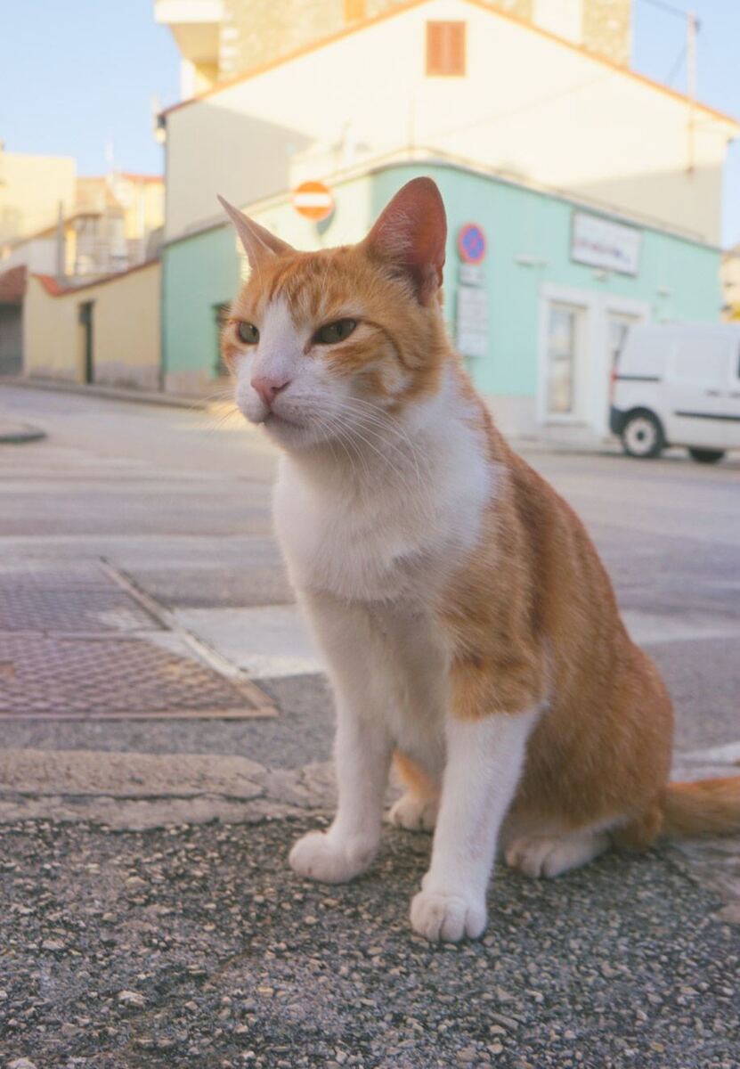 Een oranje-witte kat zit op de stoeprand, met op de achtergrond een straat met gebouwen in lichte kleuren en een witte bestelbus.