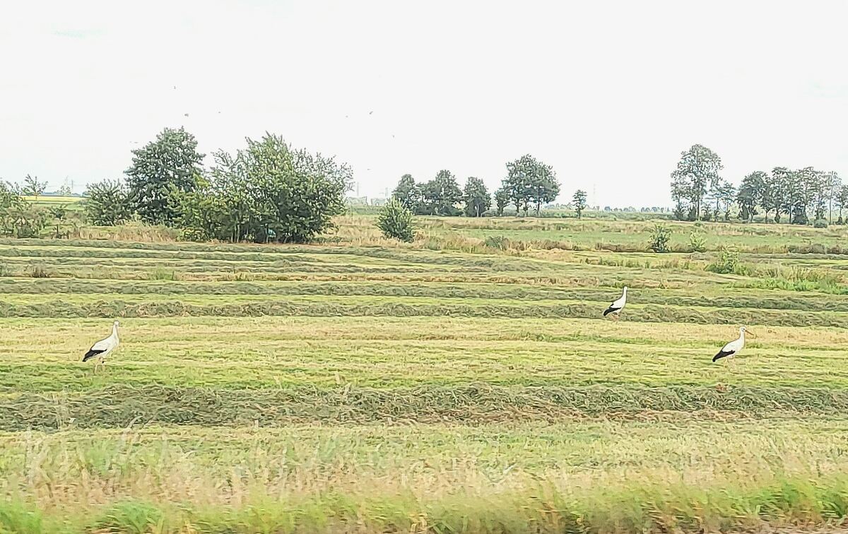 Een landelijk tafereel met een uitgestrekt groen veld, waar het gras in banen is gemaaid. Drie ooievaars lopen verspreid over het veld. Op de achtergrond staan bomenrijen onder een lichte, bewolkte lucht.