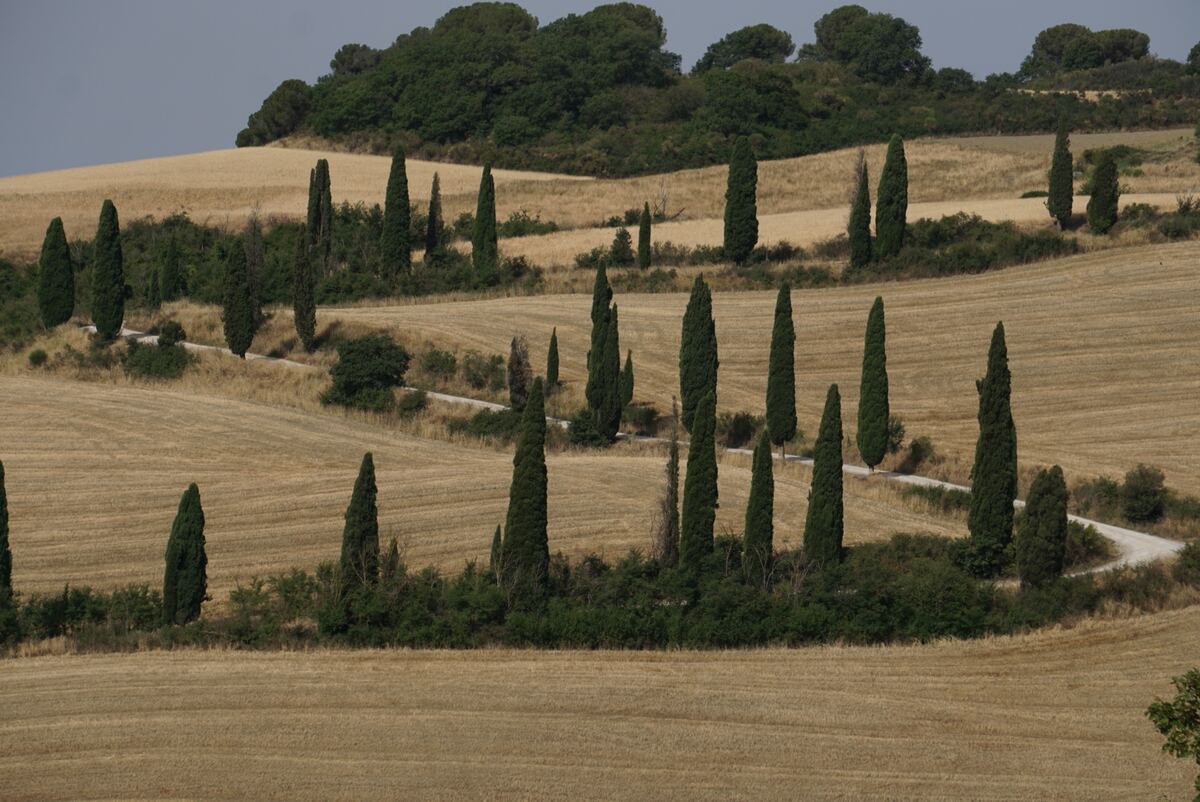 Een landschap met golvende heuvels bedekt met goudbruine, waarschijnlijk geoogste, velden. Talrijke hoge, slanke, donkergroene bomen, die lijken op cipressen, staan verspreid over de heuvels en langs een kronkelend, lichtgekleurd pad. Op de achtergrond is een heuvel met dichtbegroeide, donkergroene bomen te zien onder een lichtgrijze, bewolkte lucht.