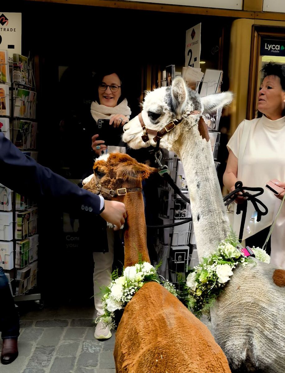 Twee alpaca's met bloemenkransen om hun nek staan op een straat met kinderkopjes voor een winkel. Een man in een blauw pak houdt de bruine alpaca vast. Twee vrouwen kijken naar de alpaca's, waarvan één een foto maakt met haar telefoon. De winkel heeft rekken met kaarten en bordjes met 'NEWTRADE' en 'Lyca Mobile'.