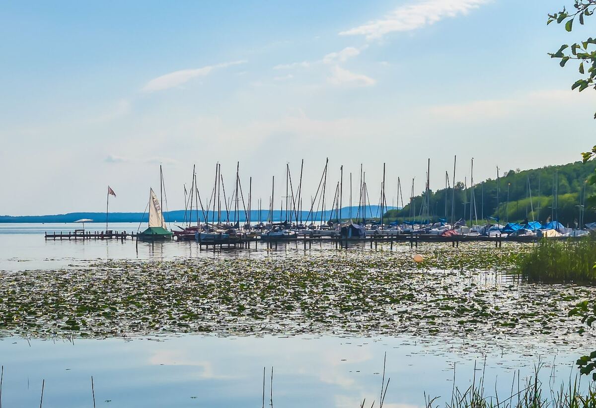 Een zonnige foto van een jachthaven aan het Steinhuder Meer, met veel zeilboten aangemeerd aan houten steigers. Op de voorgrond drijven waterlelies en riet, en op de achtergrond is een beboste heuvelrug te zien onder een helderblauwe lucht met enkele wolken.