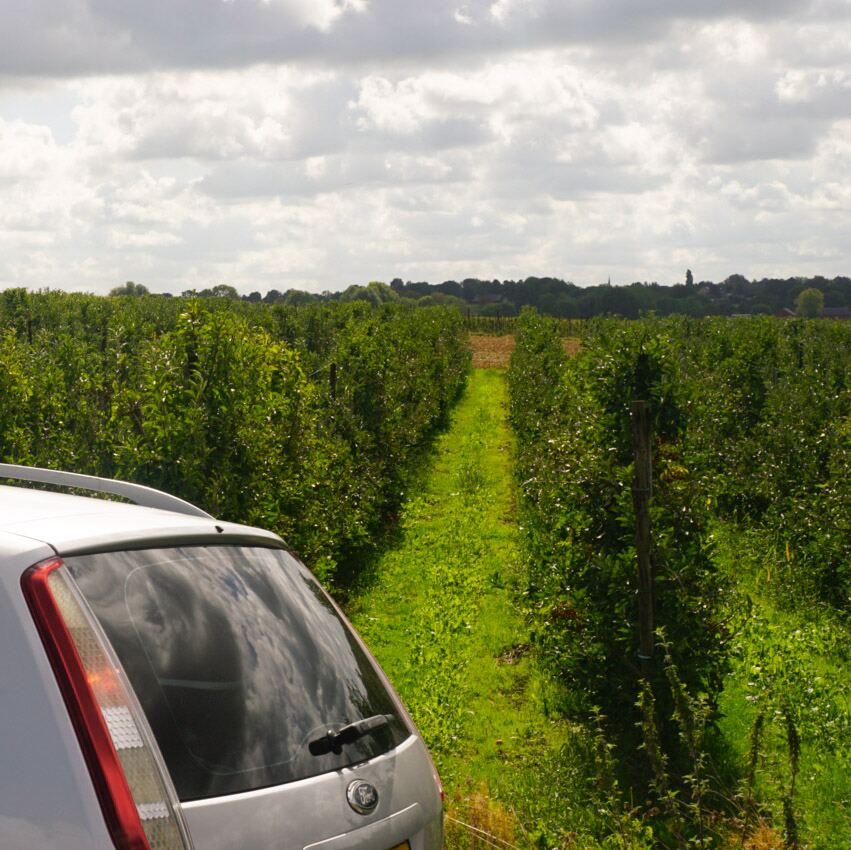 Een zilverkleurige Ford Focus stationwagen staat geparkeerd naast een lange rij fruitbomen. De bomen zijn groen en staan in rechte rijen, met een smal graspad ertussen. Op de achtergrond is een horizonlijn met bomen en een kerktoren te zien onder een bewolkte lucht.