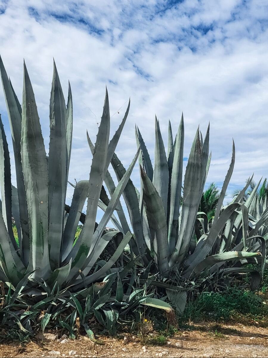 Een close-up van grote agaveplanten met hun puntige bladeren die omhoog reiken naar een deels bewolkte blauwe lucht. De planten staan in een rij, met op de achtergrond wat groen en een glimp van een gebouw.