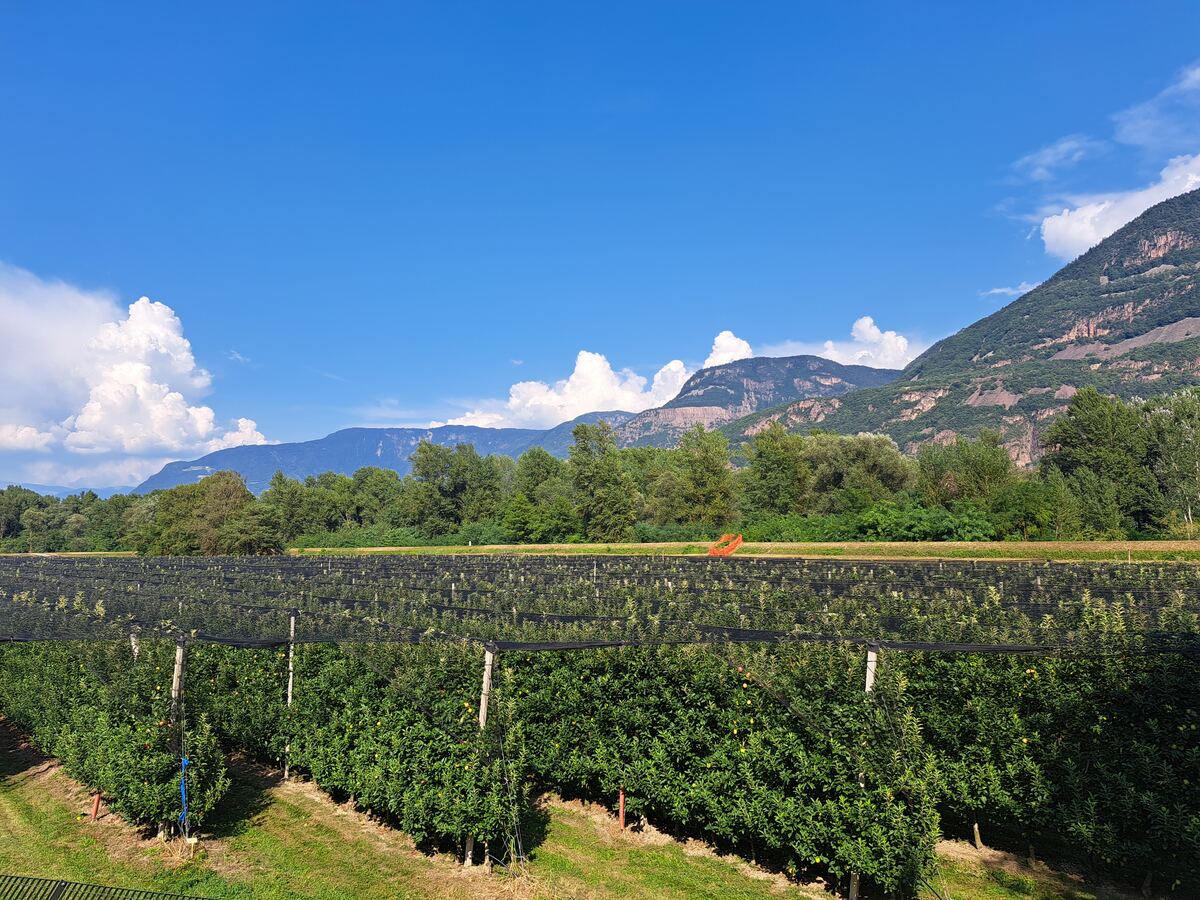Een weids uitzicht over een appelboomgaard met rijen bomen onder zwarte netten, met daarachter een strook bomen en in de verte bergen onder een helderblauwe lucht met witte stapelwolken.