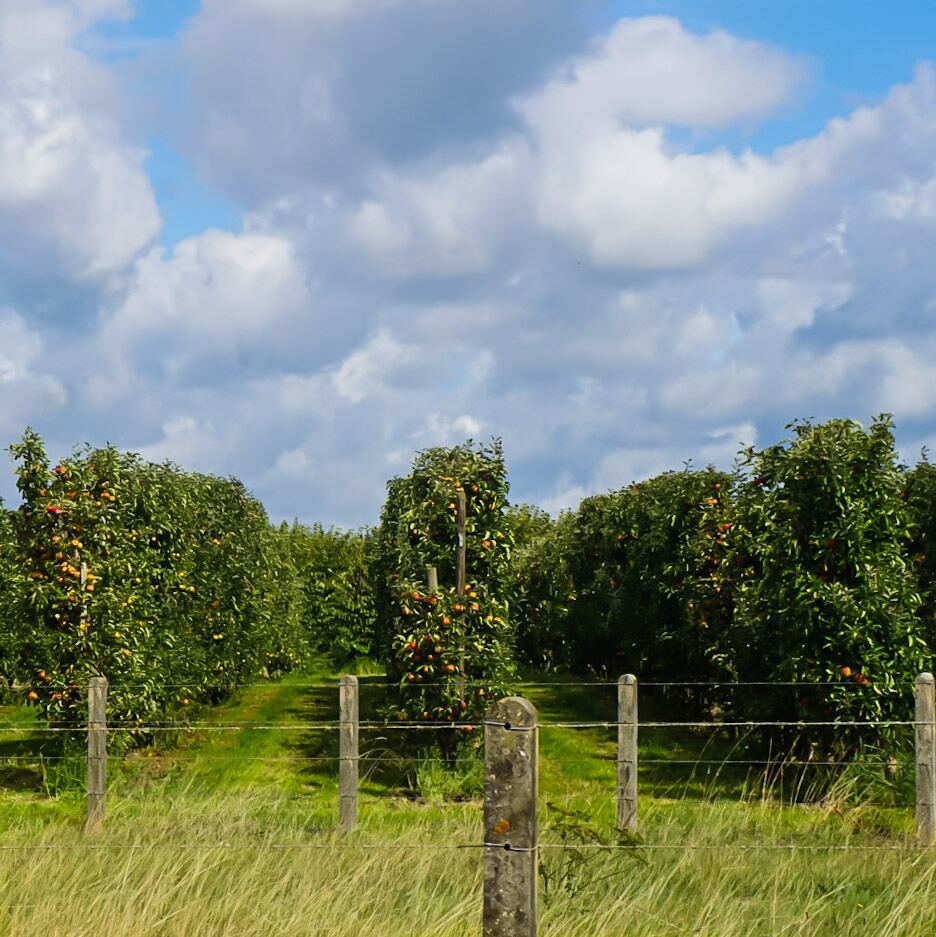 Een boomgaard met rijen fruitbomen vol met rijp fruit, gezien achter een houten hek met prikkeldraad. De lucht is deels bewolkt met blauwe plekken.