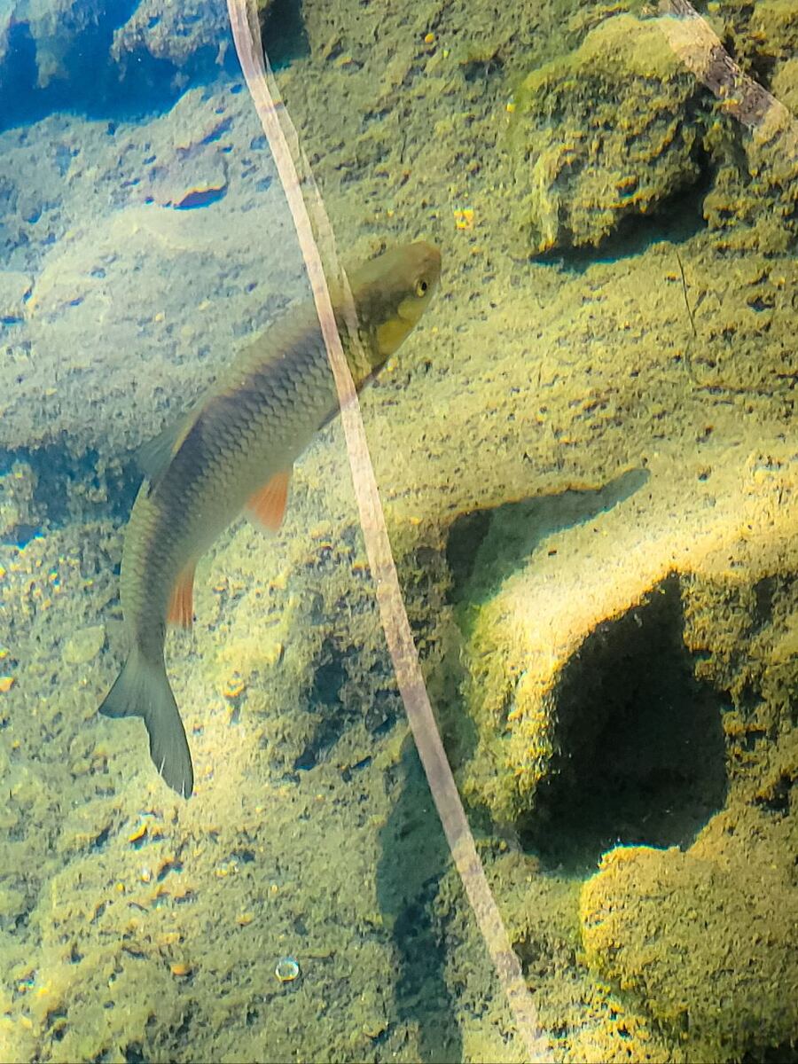 Een close-up van een vis die in helder, ondiep water zwemt. De bodem van het water is bedekt met groenige algen en stenen. De vis heeft een zilverachtige schubben en oranje vinnen. Er is een lange, lichte streep zichtbaar die diagonaal over de foto loopt, mogelijk een reflectie of een object in het water.