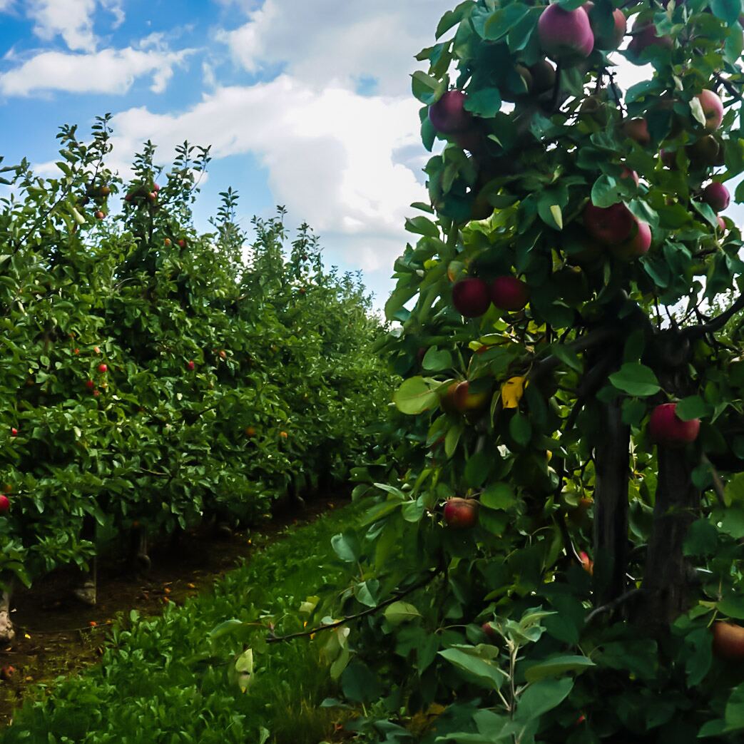 Een foto van een appelboomgaard met rijen groene bomen vol rode appels onder een blauwe lucht met witte wolken.