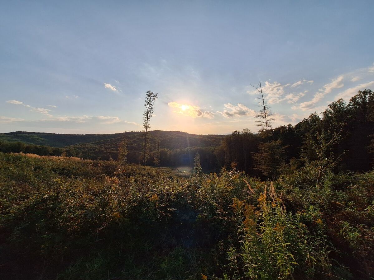 Een weids landschap met glooiende, beboste heuvels onder een avondlucht met de ondergaande zon. De voorgrond bestaat uit hoge begroeiing met veel groen en enkele geelbruine planten. De zon staat laag aan de horizon en werpt lange stralen over het landschap.