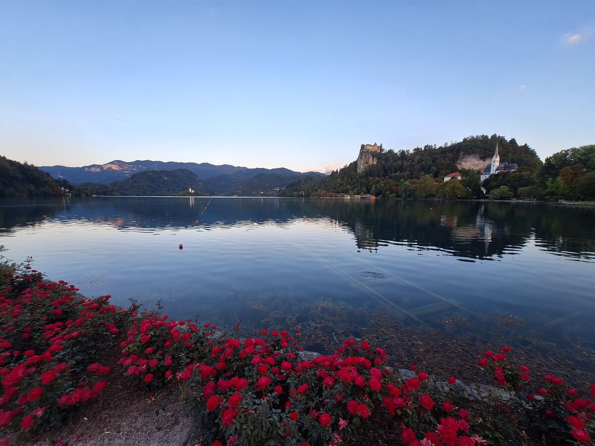 Een breed panorama van het Meer van Bled in de vroege ochtend, met op de voorgrond rode rozenstruiken. Aan de overkant van het meer zijn heuvels met bomen te zien, met daarop Bled Castle en de Maria Hemelvaartkerk. De lucht is helderblauw en het water van het meer is kalm en reflecteert de omgeving.