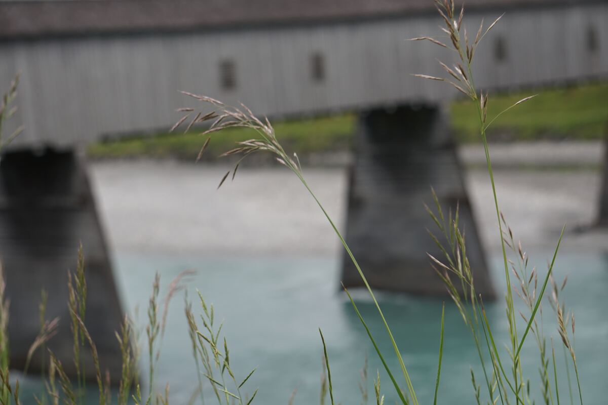 Een close-up van grassprieten op de voorgrond met op de achtergrond een houten overdekte brug die over een rivier met lichtblauw water loopt. De brug heeft meerdere ramen en wordt ondersteund door betonnen pilaren.