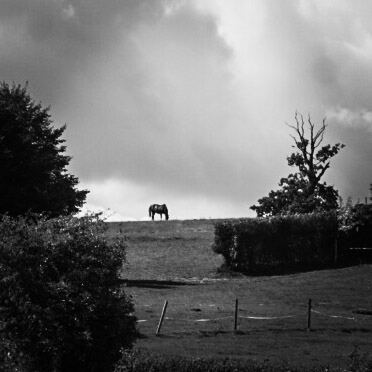 Een zwart-witfoto toont een paard op een heuvel onder een bewolkte lucht. Rondom het paard zijn bomen en struiken zichtbaar, en op de voorgrond staat een hekwerk.