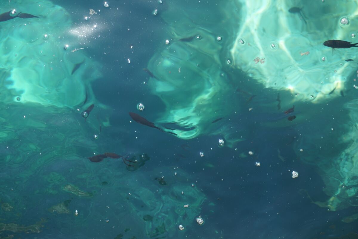 De foto toont helder, turquoise-blauw water met meerdere kleine, donkere vissen die tussen de luchtbellen zwemmen. Zonlicht reflecteert op het wateroppervlak en creëert lichte, bewegende patronen.