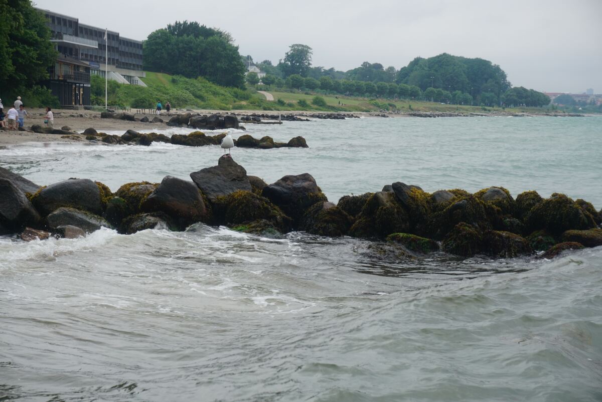 Een kustlandschap met een rij rotsen in het water, bedekt met groen mos. Op een van de rotsen zit een meeuw. Op de achtergrond is een zandstrand te zien met enkele mensen en verderop een groot gebouw en bomen.
