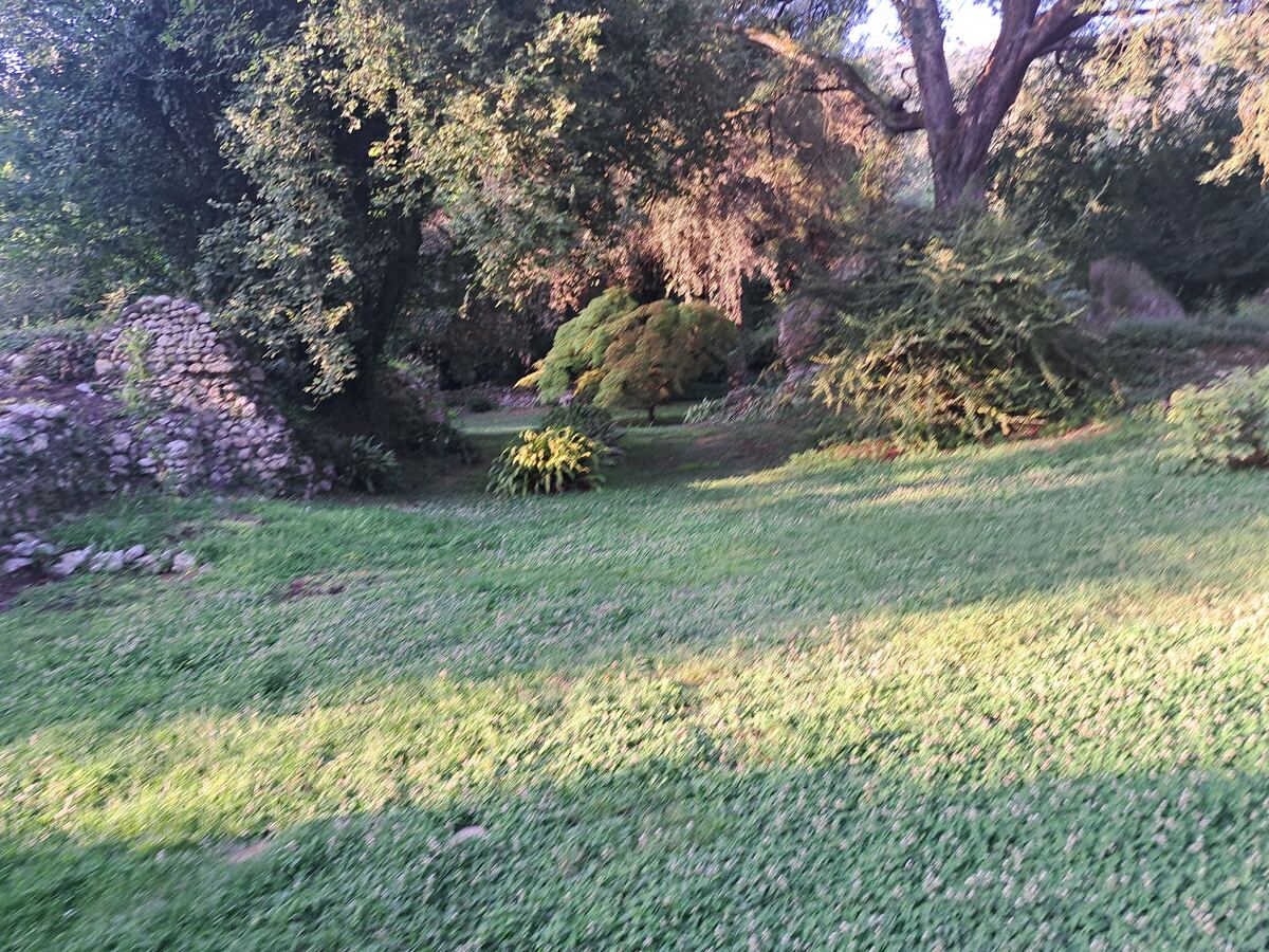 Een weelderig groen landschap, gedomineerd door een uitgestrekt grasveld in de voorgrond en het midden, verlicht door de ondergaande zon. Zonnestralen vallen schuin over het gras, waardoor lichte en donkere stroken ontstaan. Op de achtergrond zijn diverse bomen en struiken zichtbaar, met bladeren die deels oplichten in de zon en deels in de schaduw liggen. Aan de linkerzijde is een deel van een stenen muur of rotsformatie te zien, deels overwoekerd door vegetatie.